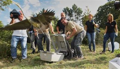 El Centro de Recuperación de Fauna Silvestre de la Diputación recoge 17.000 animales en sus 20 años de historia