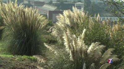 Portugalete combate las plantas invasoras