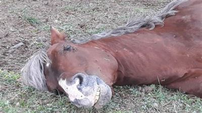 Un caballo agoniza durante días en el Barracón de Ortuella TELE7