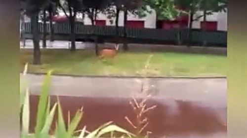 Un corzo se adentra en el casco urbano de Leioa