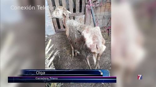 Ganaderos acusan a Diputación de maltrato animal