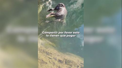 La policía investiga la brutal muerte de un perro en La Arboleda