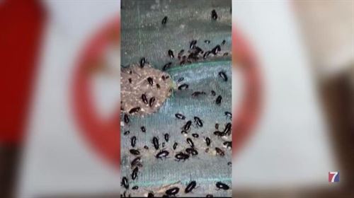 Ortuella pelea contra una invasión de cucarachas