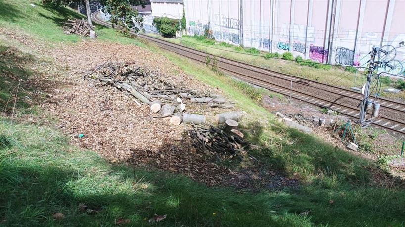 EHBildu denuncia la tala “injustificada” de árboles junto a las vías del tren de Sestao