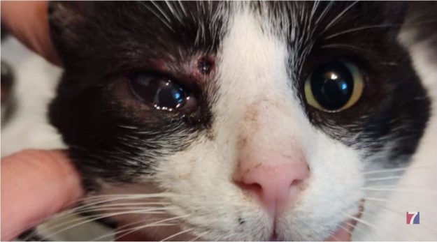 Un gato muerto y otro herido por disparos de balines en Barakaldo