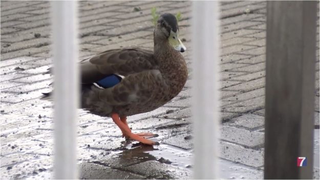 Preocupación por el estado de los patos del paseo Lehendakari Agirre de Santurtzi